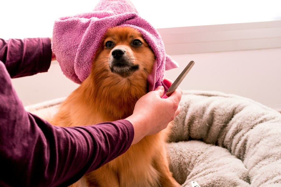 Cuidados essenciais com o pelo do seu cão